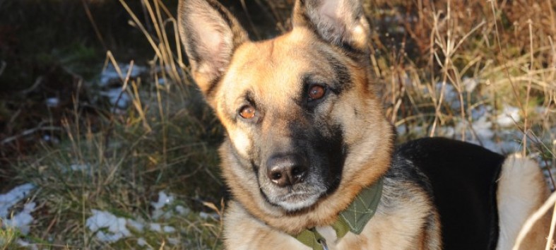 Innbruddstyv tatt på fersk gjerning.